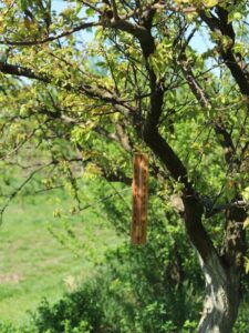 Ekologická farma Litoměřice - Schauerovy zahrady