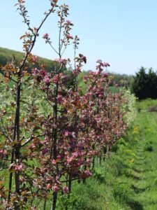 Ekologická farma Litoměřice - Schauerovy zahrady