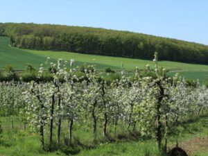 Ekologická farma Litoměřice - Schauerovy zahrady