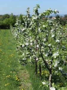 Ekologická farma Litoměřice - Schauerovy zahrady